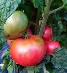 . Dwarf Coorong Pink