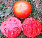 . Dwarf Coorong Pink