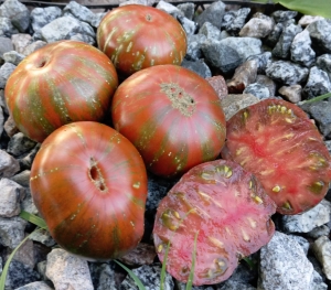 Карлик Восторг Диппера (Dwarf Dipper’s Delight)