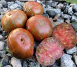 . Карлик Восторг Диппера (Dwarf Dipper’s Delight)