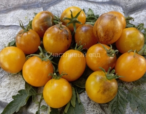 Dwarf Dream Weaver, низкорослые "черри"