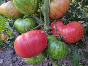 Карлик Жар-птица сладкая (Dwarf Firebird Sweet)