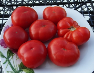 Карлик округа Фрэнклина (Dwarf Franklyn’s County), Карлики (Dwarf),