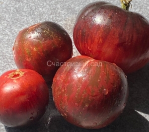 Карлик Молния Гондвана (Dwarf Gondwana Lightning)