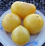 . Карлик Лимонный Лёд (Dwarf Lemon Ice)
