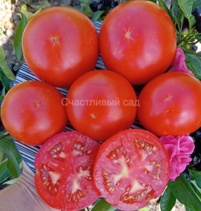 Карлик счастливый леприкон (Dwarf Lucky Leprechaun)