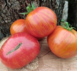 . Карлик Мерлин Красный (Dwarf Merlin Red)