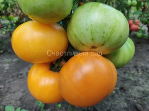 Карлик Совершенная Гармония (Dwarf Perfect Harmony)