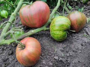 Карлик Пурпурный Сердцеед (Dwarf Purple Heartthrob)