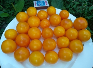 Dwarf Rumpelstiltskin, Карлики (Dwarf)