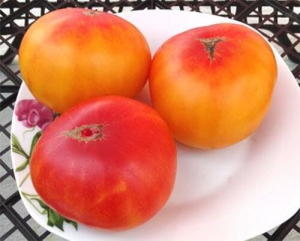 Карлик Русский Вихрь (Dwarf Russian Swirl), Карлики (Dwarf),