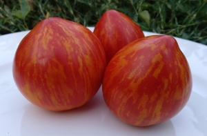 Карлик Крапчатое Сердце (Dwarf Speckled Heart)