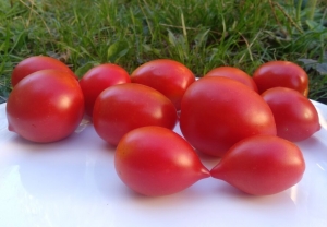 Dwarf Steamy, Карлики (Dwarf),