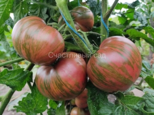 Карлик Полосатый Ной (Dwarf Striped Noah)