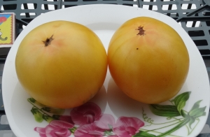 Карлик Сладкая Сью (Dwarf Sweet Sue), Карлики (Dwarf),