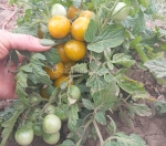 . Микро Карлик Толстая лягушка (Fat Frog Micro Dwarf)