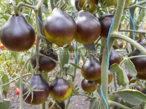 Контраст Фландии (Flander’s Contrast), синие томаты