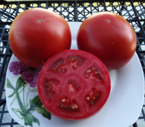 Frazier’s Gem Dwarf