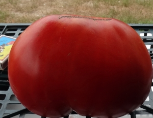 Giant of Siebenburgen, Гиганты сердцевидные,