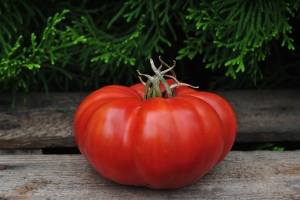 Австралийский гигант (Giant Australian), гиганты красные,