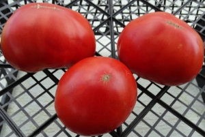 Гигантский (Gigantesque), Гиганты классические красные