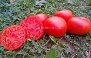 Бабушка Фрейда (Grandma Freida), среднерослые,