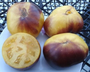 Great White + P-20, Синие томаты