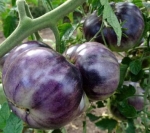 . Great White + P-20