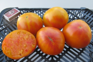 Деревенский (Hillbilly), Двухцветные томаты