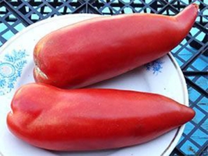 Сердце борова (Hog Heart),Длинноплодные томаты,