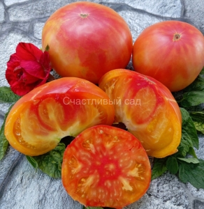 Медовое Авеню (Honey Avenue), двухцветные томаты,