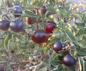 Микрогном Чернильница (Inkspot Micro Dwarf), Комнатно-горшечные, мини-томаты, низкорослые "черри"