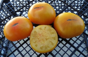 Jackass Yellow Dwarf, Карлики (Dwarf),