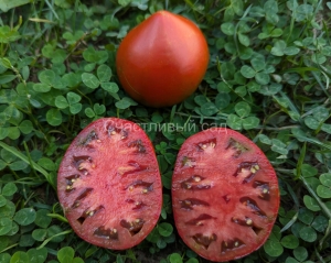 Jarson-21, сердцевидные томаты,
