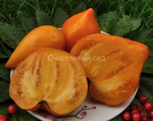 Желтое озеро Брет (Jaune du lac de Bret), сердцевидные томаты,