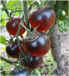 . Калейдоскопическое сокровище (Kaleidoscopic Jewel)