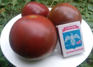 Kozula 147, Шоколадные томаты,