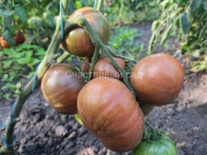 Kozula 186, Полосатые томаты