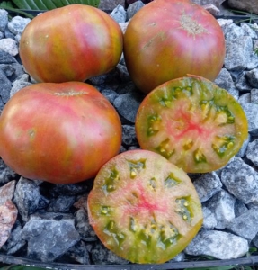 Kozula 20 Wisniowo Czekoladowy, двухцветные томаты,