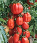 . Лигурия (Liguria)