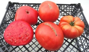 Любимчик Лил (Lil's Favorite), гиганты красные