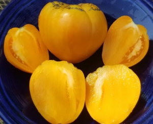 Жёлтое бычье сердце Ливингстона (Livingston's Yellow Oxheart), сердцевидные томаты,