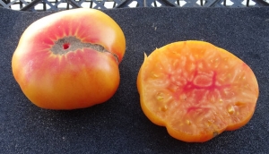 Lucky Swirl, Карлики (Dwarf),