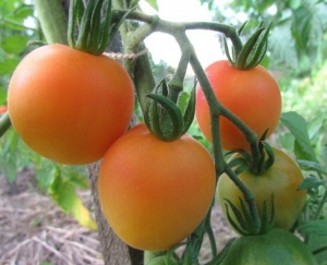 Marizol Magic, Бархатные томато-персики