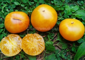 Moliagul Moon Dwarf, желтые и оранжевые томаты,