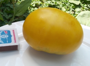 Moonshiner's Ball, Гиганты желтые и оранжевые,