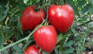 Знаменитая клубника миссис Шлаубаух  (Mrs. Schlaubaugh's Famous Strawberry), Гиганты сердцевидные