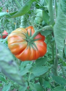 Nanni Bao, Фигурно – ребристые и фаршировочные («стаффер» сорта),