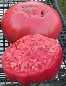 Napa Giant, Супер - гиганты,