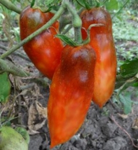 OSU O Blonde Avec Tetons, Синие томаты,